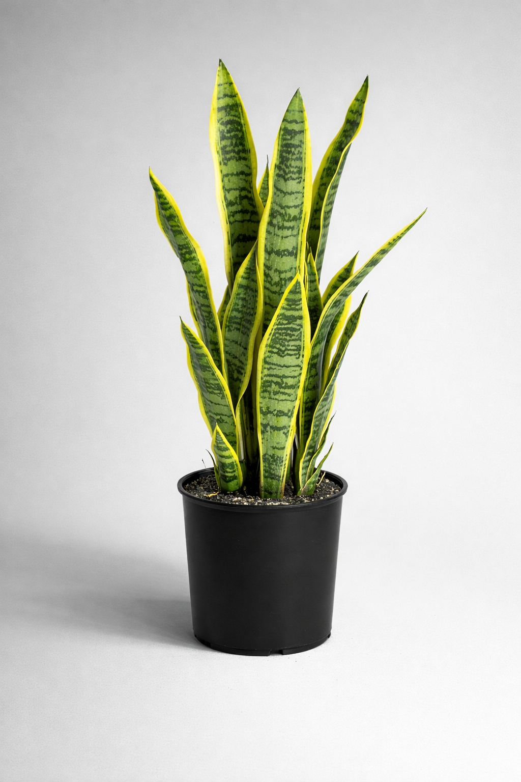 Snake Plant – Easy to Maintain Indoor Plant