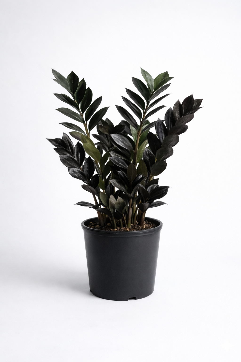 Raven ZZ Plant – Rare Black Indoor Plant