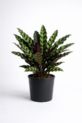 Rattlesnake Calathea – Decorative Indoor Plant