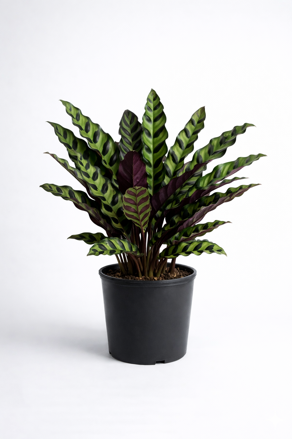 Rattlesnake Calathea – Decorative Indoor Plant