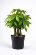 Money Tree – Lucky Indoor Plant