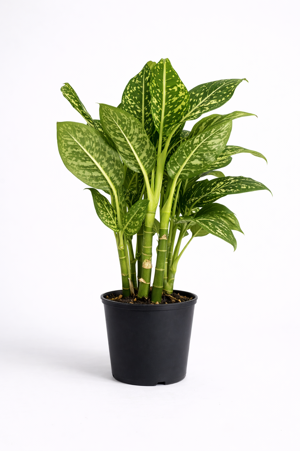 Dieffenbachia – Tropical Statement Indoor Plant