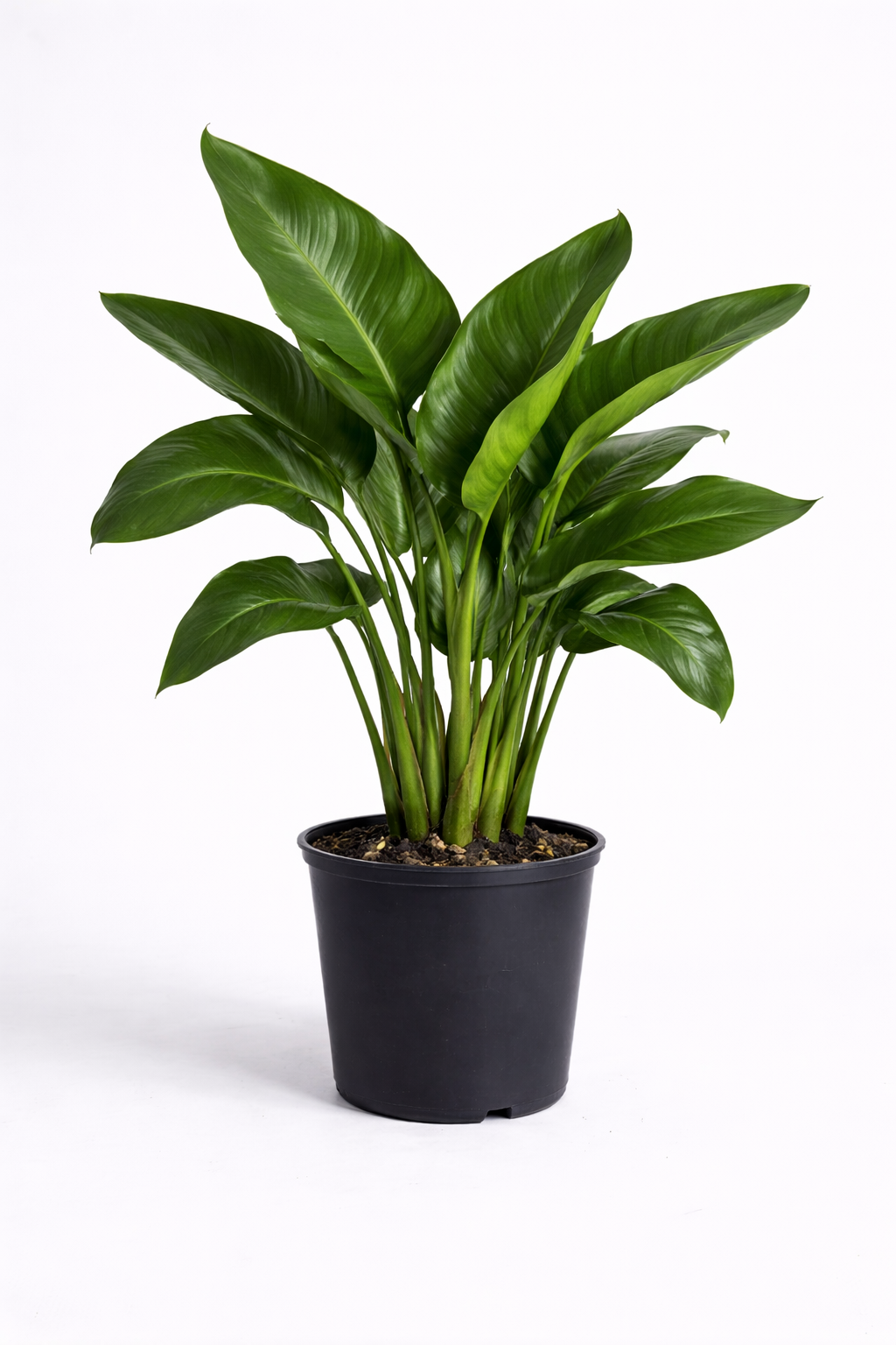 Bird of Paradise – Luxury Tropical Indoor Plant