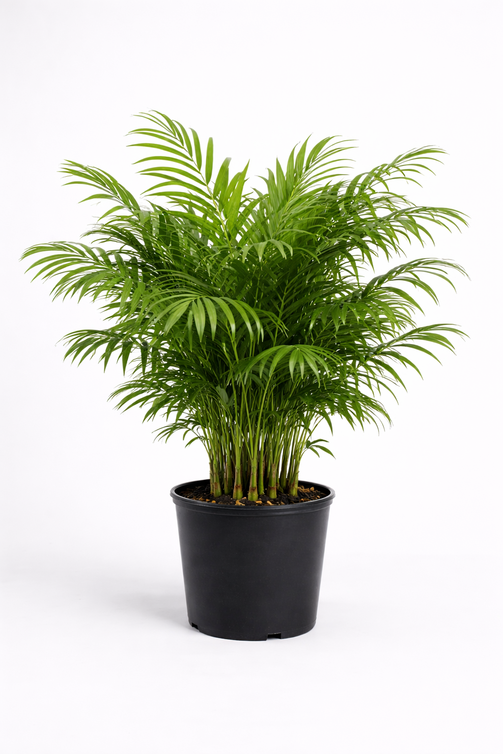 Parlor Palm – Elegant Indoor Palm Plant