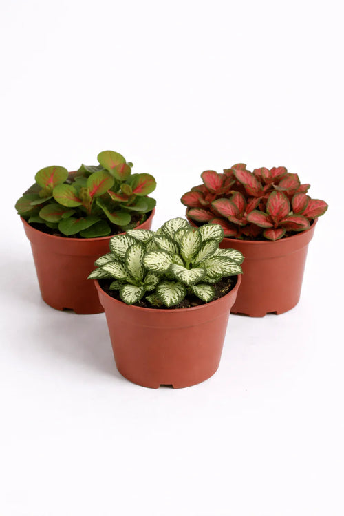 Baby Fittonia (Nerve Plant) – Mini Decorative Indoor Plant - Leavora