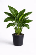 Bird of Paradise – Luxury Tropical Indoor Plant - Leavora