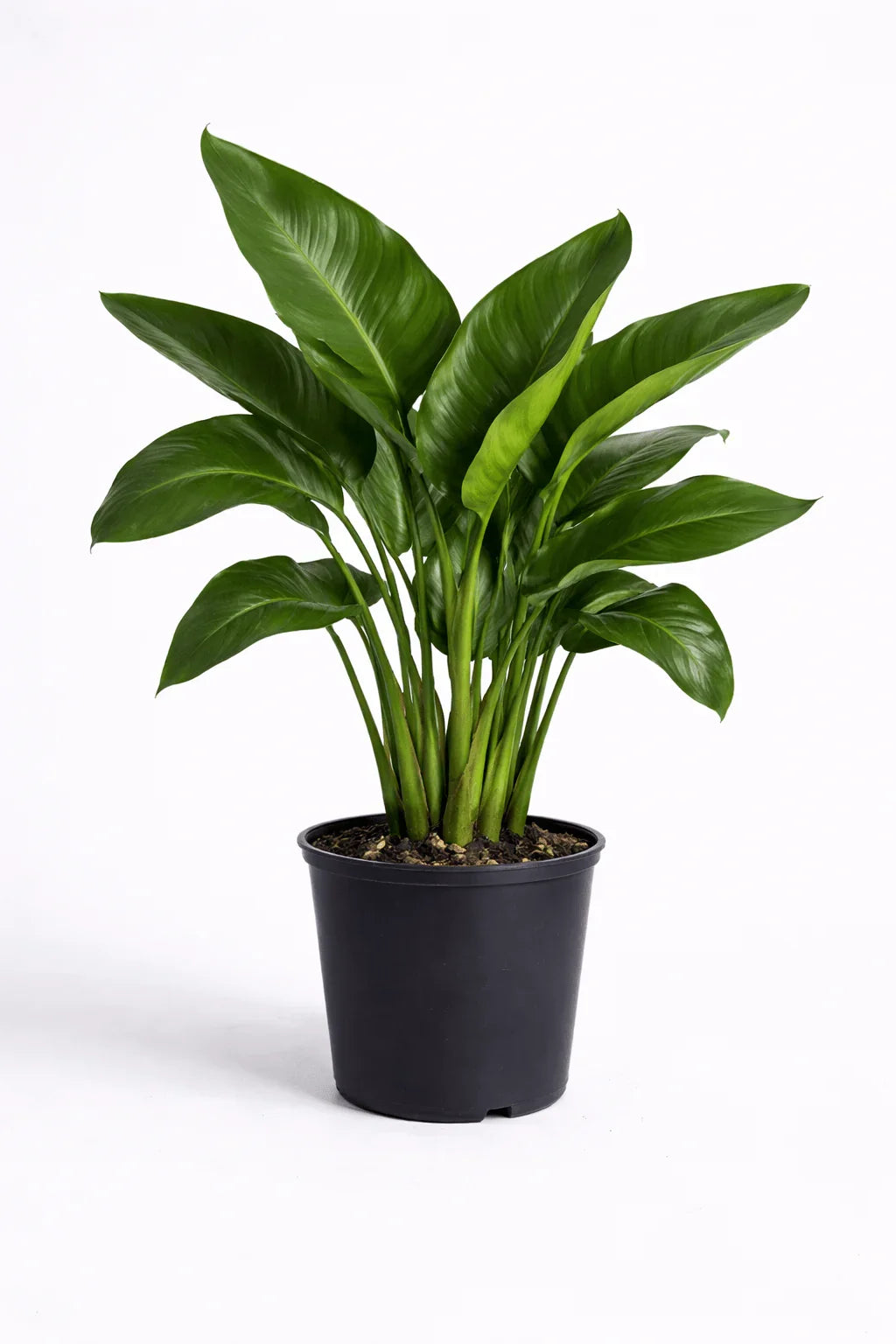 Bird of Paradise – Luxury Tropical Indoor Plant - Leavora