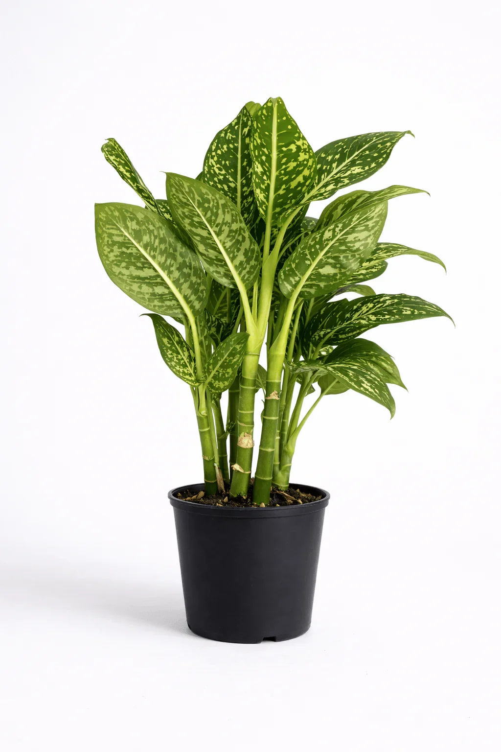 Dieffenbachia – Tropical Statement Indoor Plant - Leavora