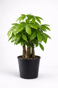 Money Tree – Lucky Indoor Plant - Leavora
