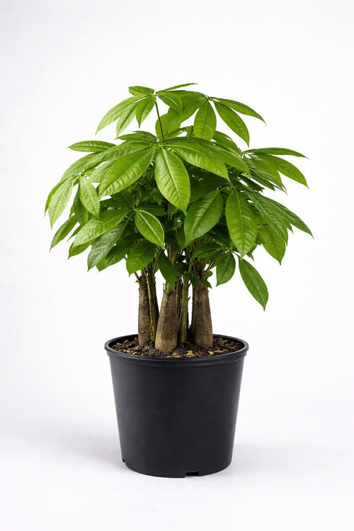 Money Tree – Lucky Indoor Plant - Leavora