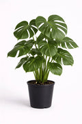 Monstera Deliciosa – Premium Tropical Statement Plant (Approx. 100 cm) - Leavora