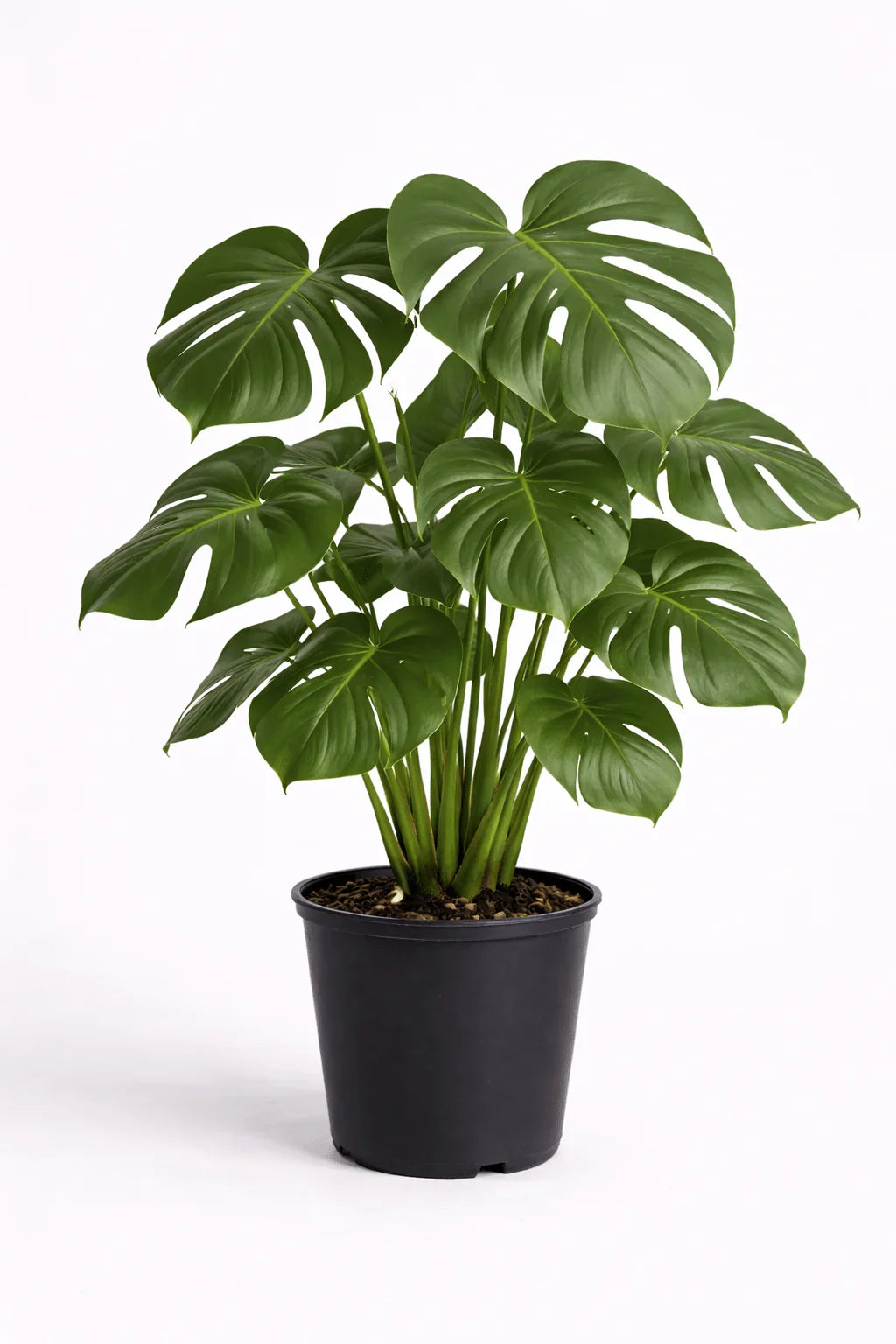 Monstera Deliciosa – Premium Tropical Statement Plant (Approx. 100 cm) - Leavora