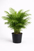 Parlor Palm – Elegant Indoor Palm Plant - Leavora