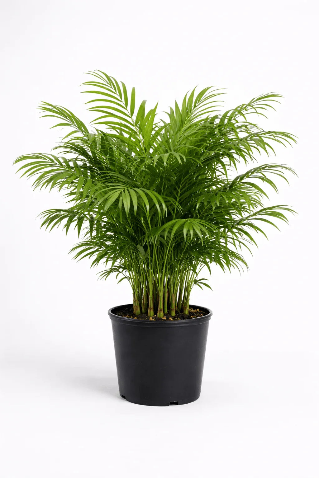 Parlor Palm – Elegant Indoor Palm Plant - Leavora