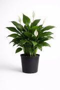 Peace Lily – Elegant Indoor Air - Purifying Plant - Leavora