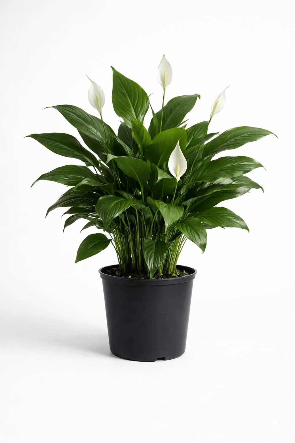 Peace Lily – Elegant Indoor Air - Purifying Plant - Leavora