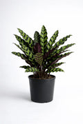 Rattlesnake Calathea – Decorative Indoor Plant - Leavora