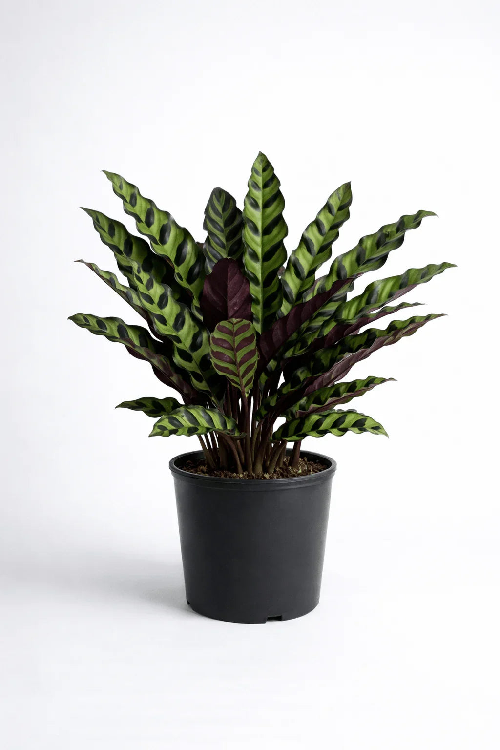 Rattlesnake Calathea – Decorative Indoor Plant - Leavora