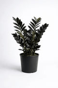 Raven ZZ Plant – Rare Black Indoor Plant - Leavora