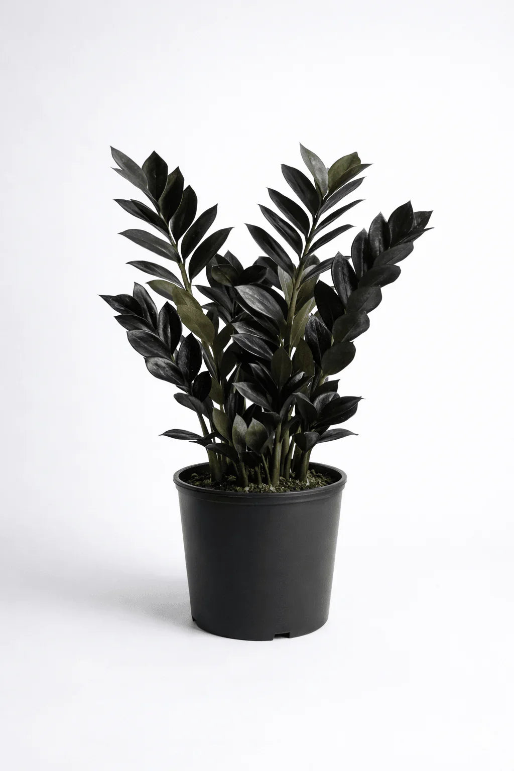 Raven ZZ Plant – Rare Black Indoor Plant - Leavora