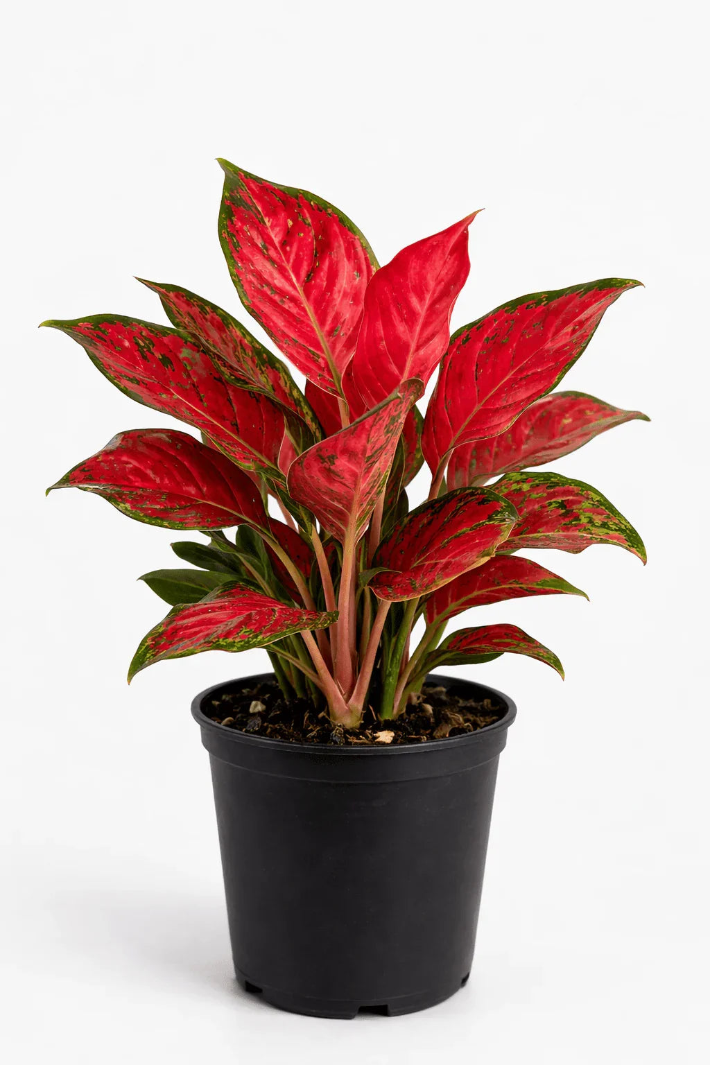 Red Aglaonema – Exotic Decorative Indoor Plant - Leavora
