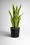 Snake Plant – Easy to Maintain Indoor Plant - Leavora